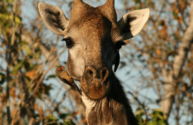 Nxai Pan Game Viewing